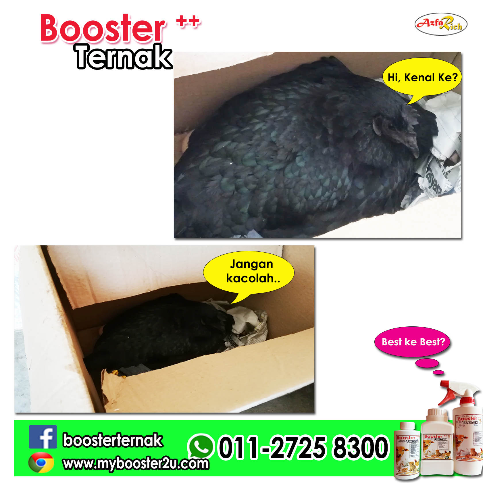 testimoni ayam hitam