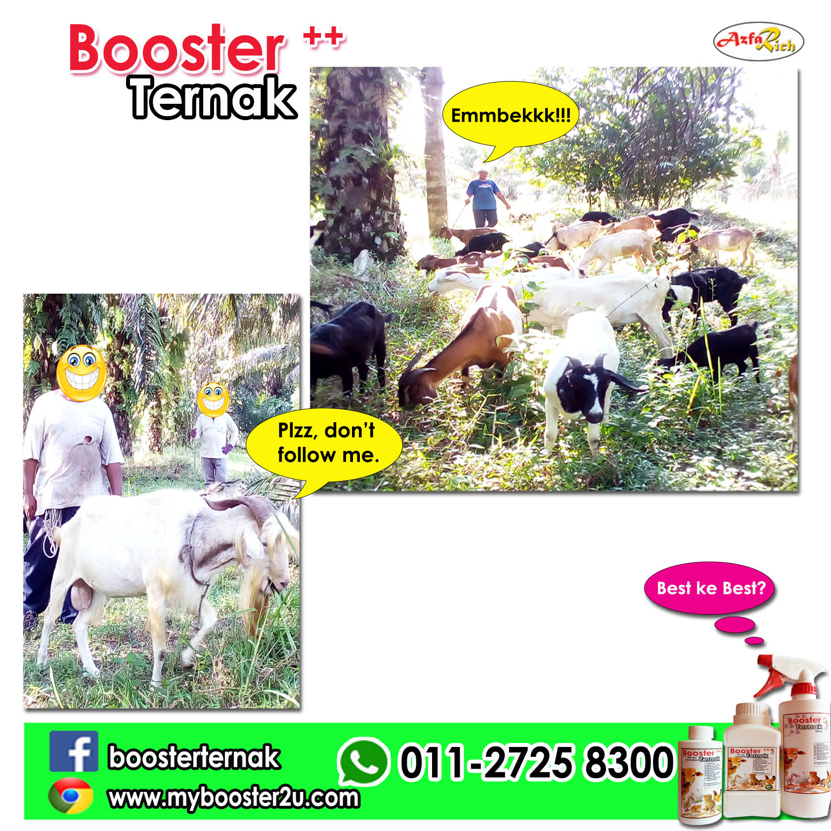 testimoni kambing