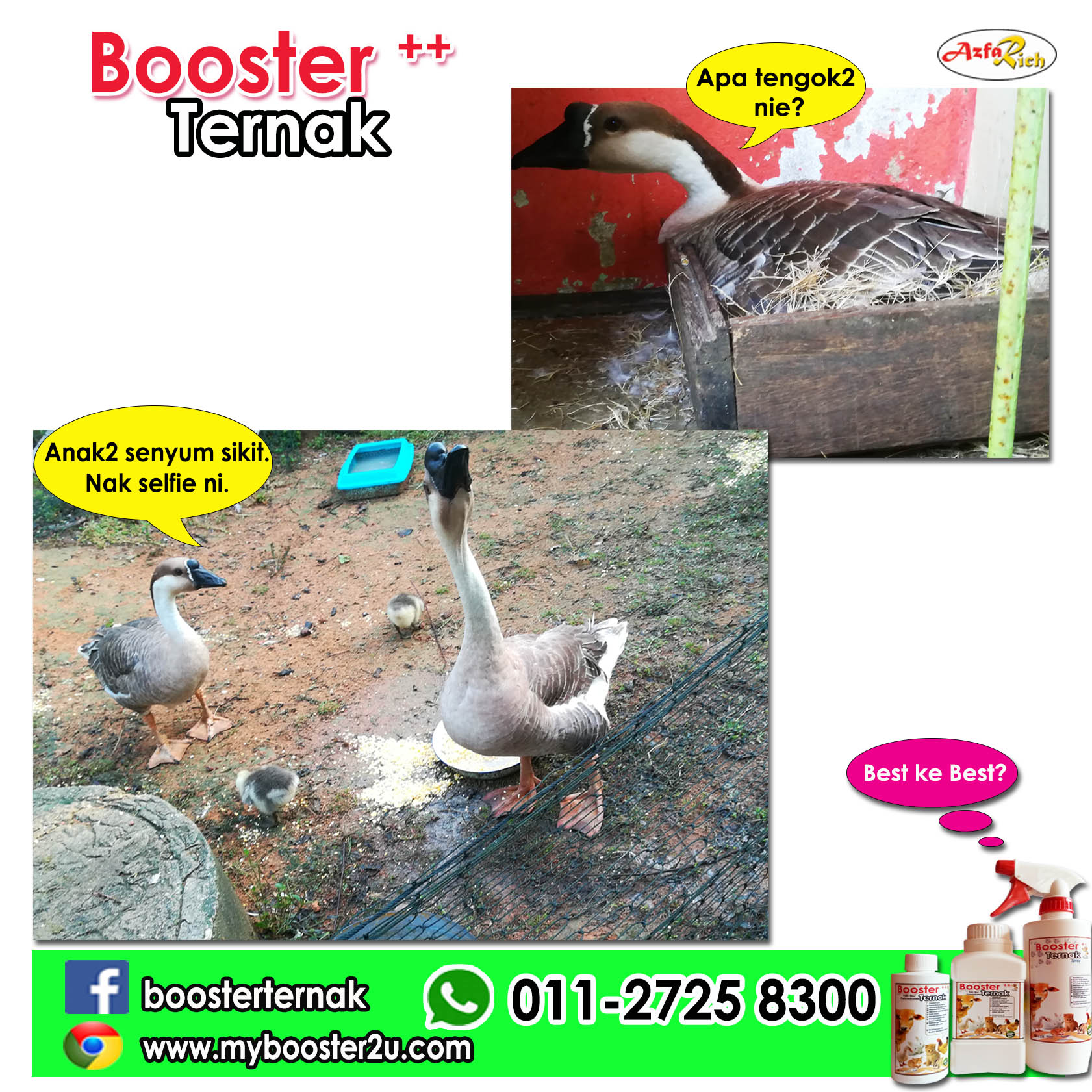 testimoni ternak angsa