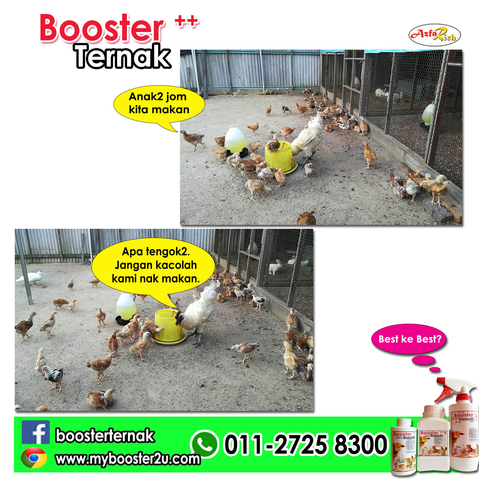 testimoni ternak ayam taiko 8300